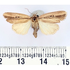 /filer/webapps/moths/media/images/L/lunulata_Mythimna_AF_BMNH.jpg