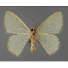 /filer/webapps/moths/media/images/V/vermiculata_Phaiogramma_A_ZSM_02.jpg
