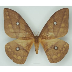 /filer/webapps/moths/media/images/D/discrepans_Pseudantheraea_AF_Basquin_01a.jpg