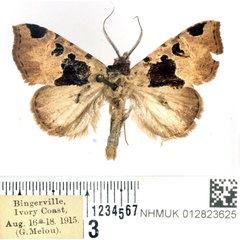 /filer/webapps/moths/media/images/A/amaba_Marcipa_AM_BMNH.jpg