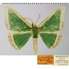 /filer/webapps/moths/media/images/M/majuscula_Archichlora_HT_ZSMa.jpg