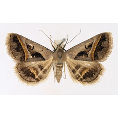 /filer/webapps/moths/media/images/T/trimeni_Acantholipes_AM_TMSA_02.jpg