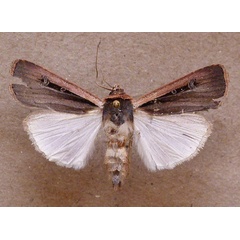 /filer/webapps/moths/media/images/L/leucogaster_Ochropleura_A_Butler.jpg