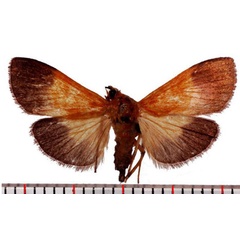 /filer/webapps/moths/media/images/C/conigeralis_Ulopeza_AM_SMNH.jpg