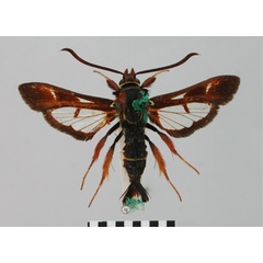 /filer/webapps/moths/media/images/M/mesothyris_Paranthrene_STM_BMNH.jpg