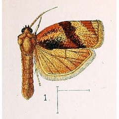 /filer/webapps/moths/media/images/O/occidentalis_Cacoecia_ST_Walsingham_1891_3-1.jpg