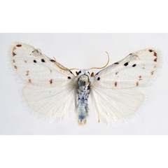 /filer/webapps/moths/media/images/Y/yaseminae_Cyana_AM_NHMO.jpg