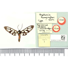 /filer/webapps/moths/media/images/K/kilimandjaronis_Syntomis_HT_BMNH.jpg