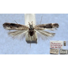 /filer/webapps/moths/media/images/S/spilodoma_Photodotis_HT_TMSA.jpg