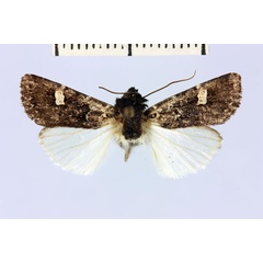 /filer/webapps/moths/media/images/P/pauliani_Brithysana_AM_MNHN.jpg
