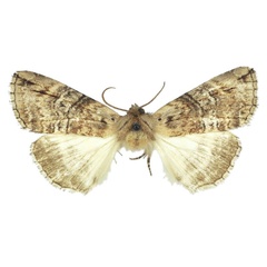 /filer/webapps/moths/media/images/A/austrina_Aethiopsestis_HT_BMNH.jpg