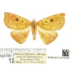 /filer/webapps/moths/media/images/P/polysticta_Ugia_AF_BMNH.jpg