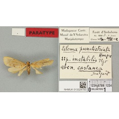 /filer/webapps/moths/media/images/C/castanea_Eilema_PTM_BMNH_02a.jpg