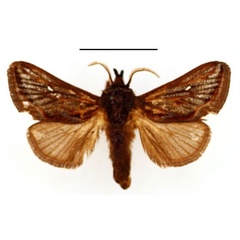 /filer/webapps/moths/media/images/L/lineata_Semyrilla_AM_BMNH.jpg