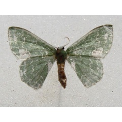 /filer/webapps/moths/media/images/V/viridalbata_Rhodesia_A_Goff_01.jpg