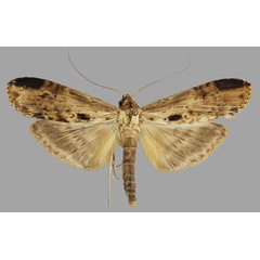 /filer/webapps/moths/media/images/O/osica_Thacona_AM_MNHN_02.jpg