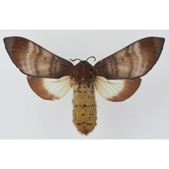 /filer/webapps/moths/media/images/R/rufobrunnea_Gonometa_AF_Basquin.jpg