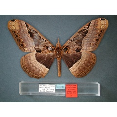 /filer/webapps/moths/media/images/D/ducarmei_Dactyloceras_HT_RMCA_01.jpg
