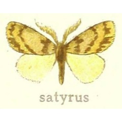/filer/webapps/moths/media/images/S/satyrus_Euproctilla_STM_Hering_27h.jpg