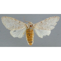 /filer/webapps/moths/media/images/S/steniptera_Epicerura_A_RMCA_02.jpg