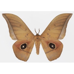 /filer/webapps/moths/media/images/A/acetes_Lobobunaea_AM_Basquin_03.jpg