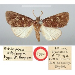 /filer/webapps/moths/media/images/A/asteropa_Ethiopica_HT_BMNH.jpg