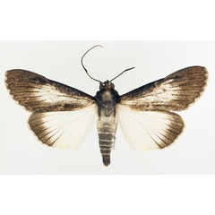 /filer/webapps/moths/media/images/M/melanoplaga_Audea_AM_TMSA_02.jpg