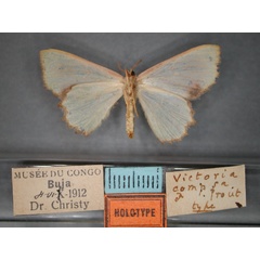 /filer/webapps/moths/media/images/C/compsa_Victoria_HT_RMCA_02.jpg