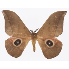 /filer/webapps/moths/media/images/E/erythrotes_Lobobunaea_AM_Basquin_02a.jpg
