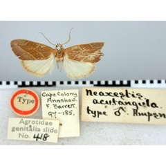 /filer/webapps/moths/media/images/A/acutangula_Neaxestis_HT_BMNH.jpg