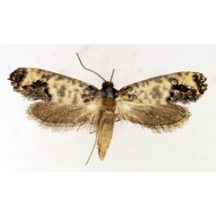 /filer/webapps/moths/media/images/S/subnigrata_Nomima_AF_TMSA.jpg