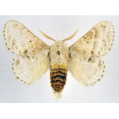 /filer/webapps/moths/media/images/G/gemmata_Eucraera_AM_NHMO_02.jpg