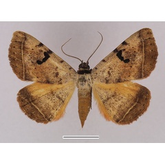 /filer/webapps/moths/media/images/A/africana_Hypopyra_AF_Basquin.jpg
