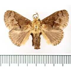 /filer/webapps/moths/media/images/C/cinerea_Tryphax_AM_BMNH_01.jpg