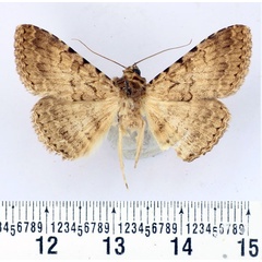 /filer/webapps/moths/media/images/U/umbricola_Polydesma_AM_BMNH.jpg