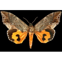 /filer/webapps/moths/media/images/L/lequeuxi_Eudocima_AT_Brou.jpg