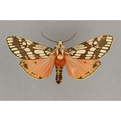 /filer/webapps/moths/media/images/P/pardalina_Teracotona_AF_BMNH.jpg