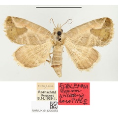 /filer/webapps/moths/media/images/L/leonum_Eublemma_PTF_BMNH.jpg
