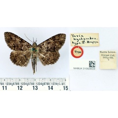 /filer/webapps/moths/media/images/N/nyctombra_Tavia_HT_BMNH.jpg