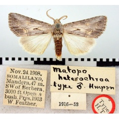 /filer/webapps/moths/media/images/H/heterochroa_Matopo_HT_BMNH.jpg