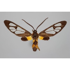 /filer/webapps/moths/media/images/A/alluaudi_Stictonaclia_HT_BMNH.jpg