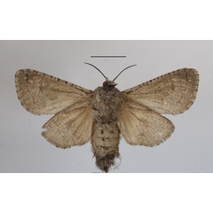 /filer/webapps/moths/media/images/R/reussi_Brachylia_AF_MGCLb_01.JPG