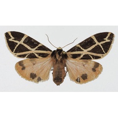 /filer/webapps/moths/media/images/G/geometrica_Seydelia_AF_Basquin.jpg