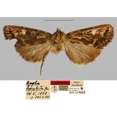 /filer/webapps/moths/media/images/H/hepialoides_Amphia_HT_MNHN.jpg
