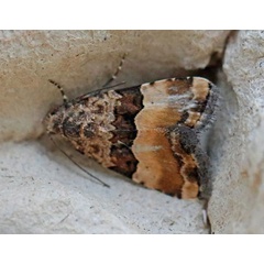 /filer/webapps/moths/media/images/B/bipartita_Pseudozarba_A_Voaden.jpg