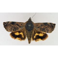 /filer/webapps/moths/media/images/P/puera_Hyblaea_AF_TMSA.jpg