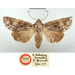 /filer/webapps/moths/media/images/N/nigridentata_Polia_HT_BMNH.jpg