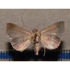 /filer/webapps/moths/media/images/F/flaviceps_Plecoptera_A_Goffb_01.JPG