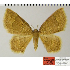 /filer/webapps/moths/media/images/M/macrozeta_Eois_HT_ZSMa.jpg