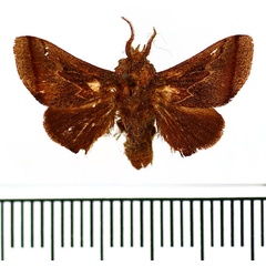 /filer/webapps/moths/media/images/S/subterminalis_Hyphorma_AM_BMNH.jpg